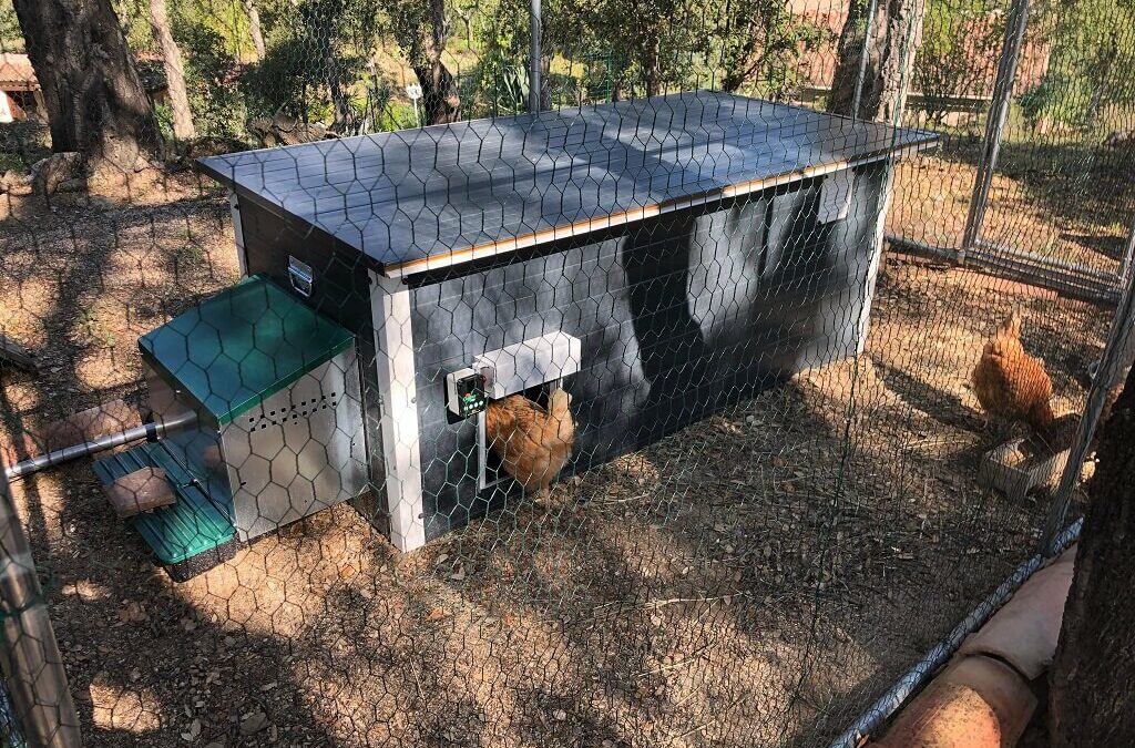 Porte de poulailler automatique Chicken Door : un indispensable