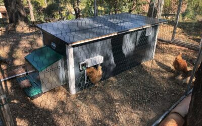 Porte de poulailler automatique Chicken Door : un indispensable