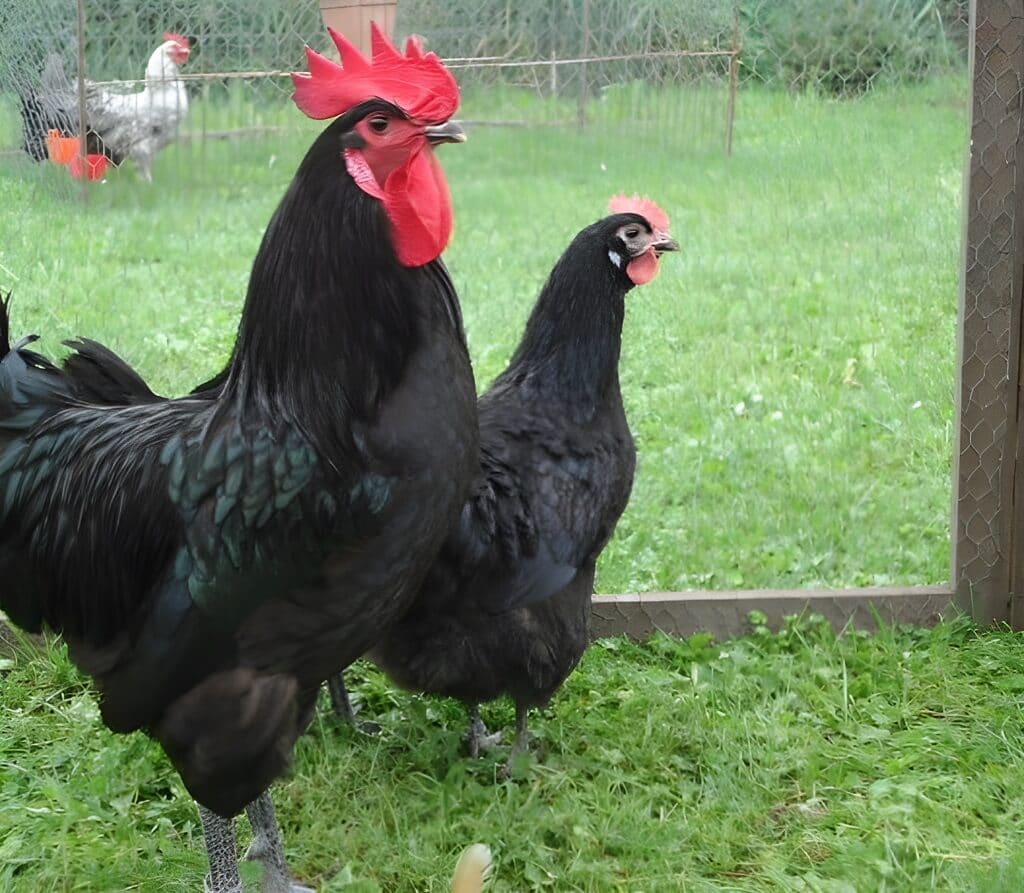 poules pondeuses