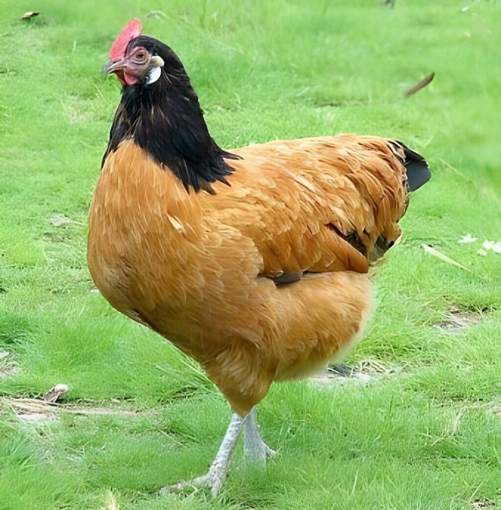 poules pondeuses