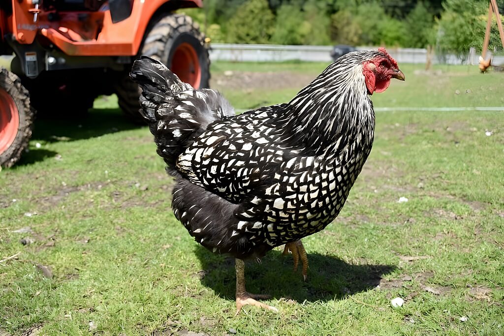 poules pondeuses