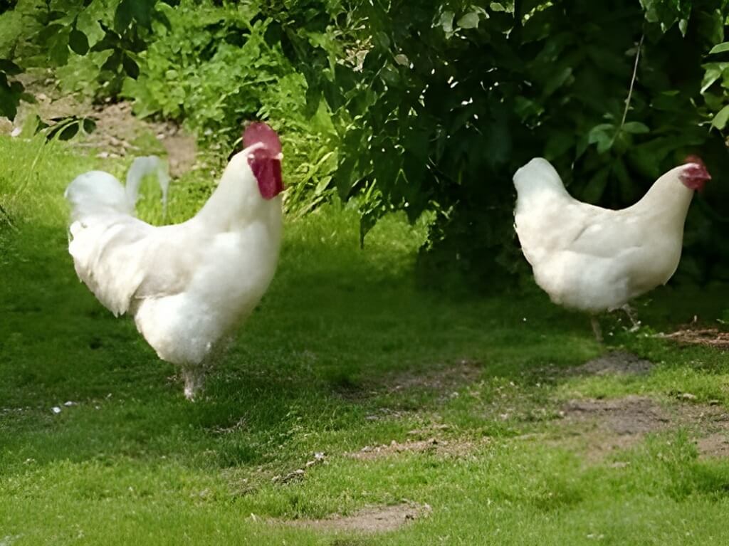 poules pondeuses