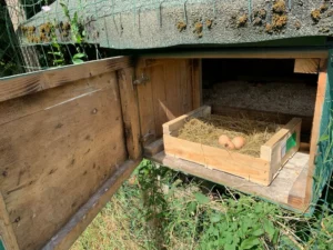 construire un poulailler