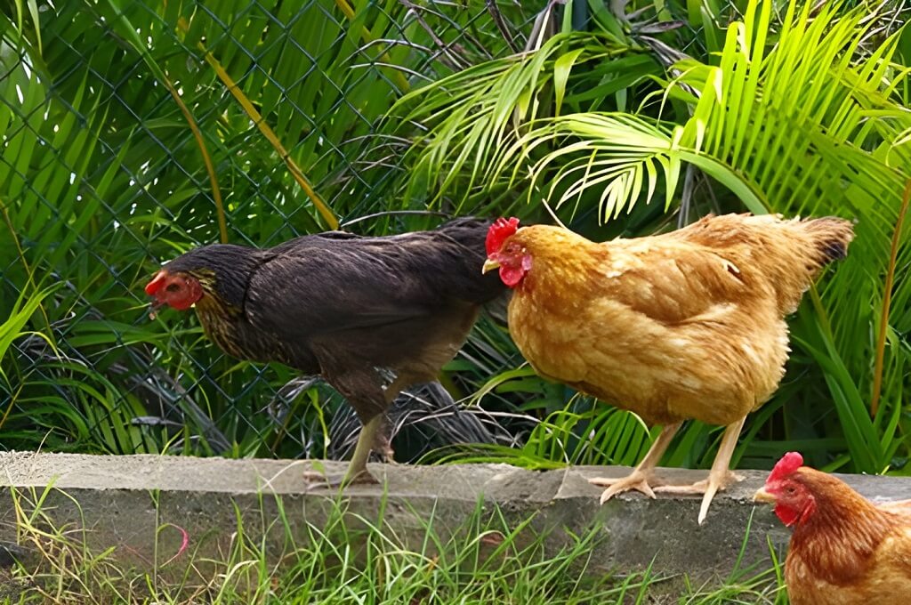 poules pondeuses