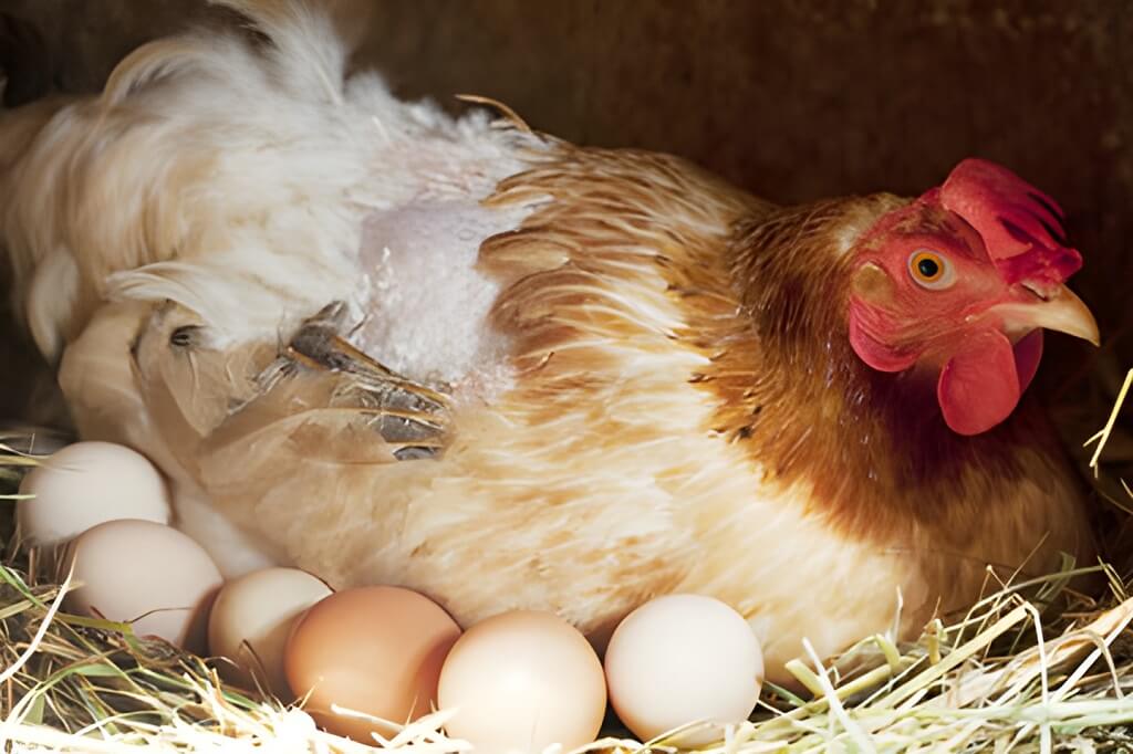 POULES PONDEUSES : LES 10 RACES QUI PONDENT LE PLUS
