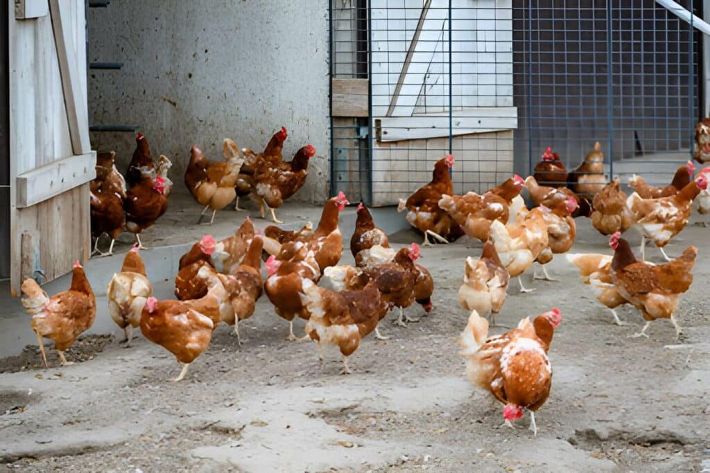 quelle autorisation pour avoir des poules