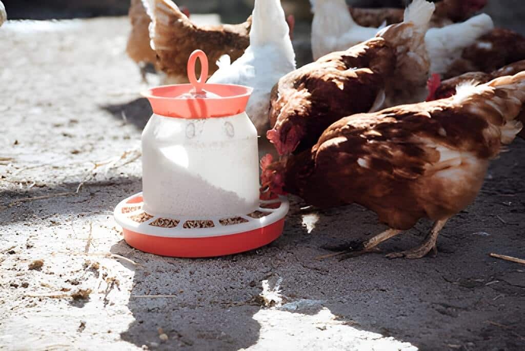 mangeoire à poules