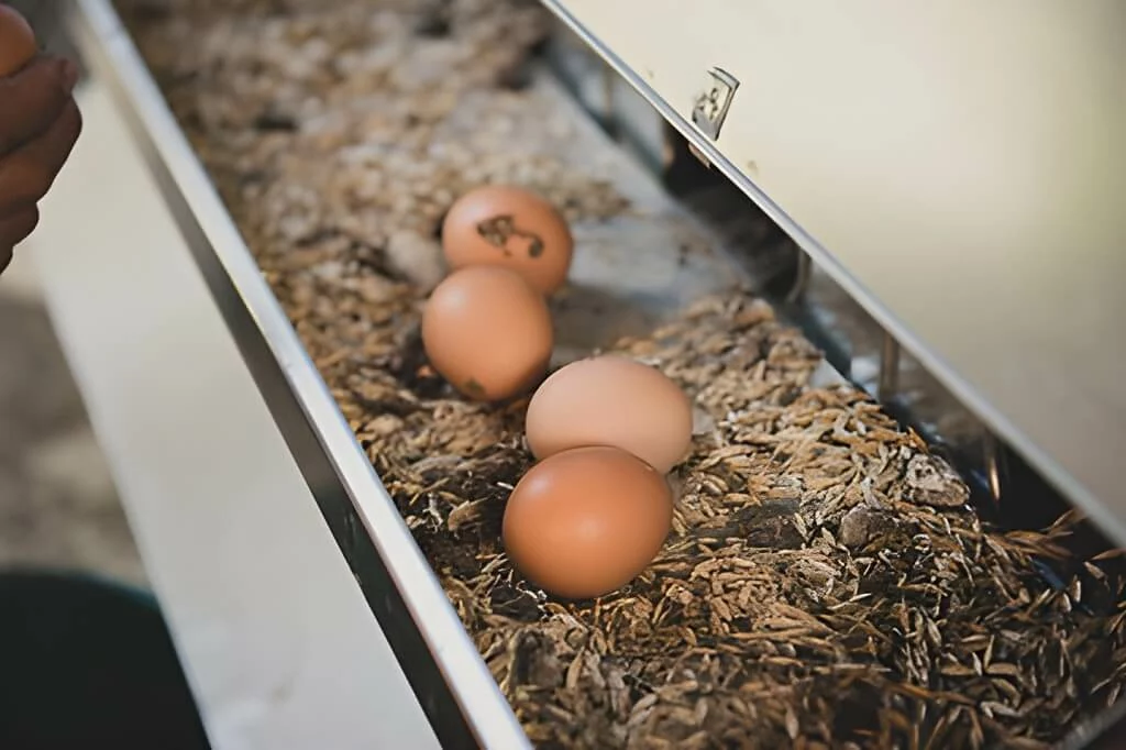 pondoir à poules