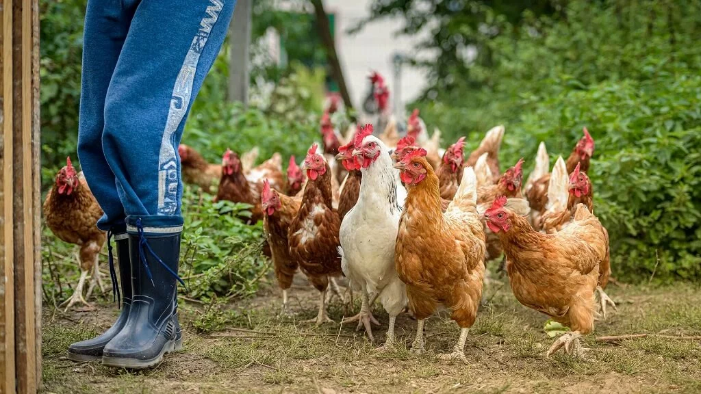 predateurs de poules