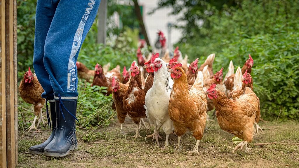 predateurs de poules