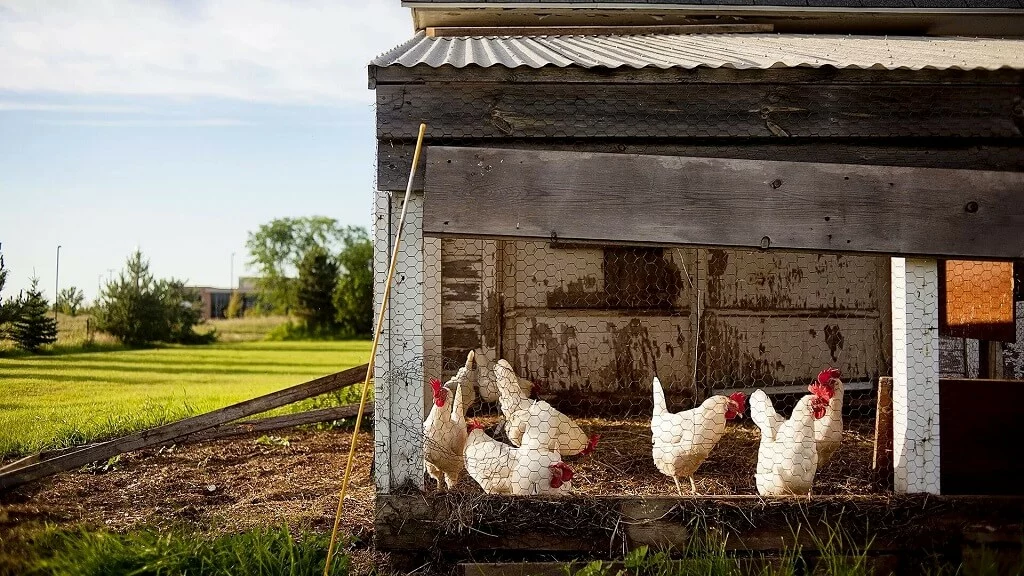 predateurs de poules