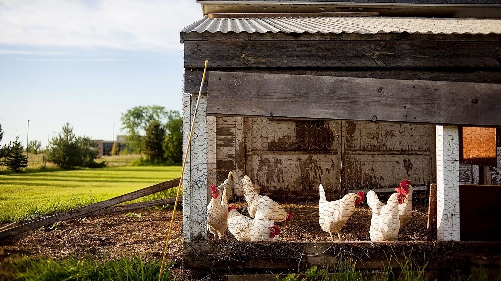 predateurs de poules