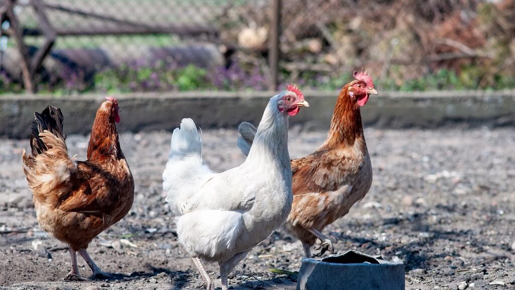 predateurs de poules