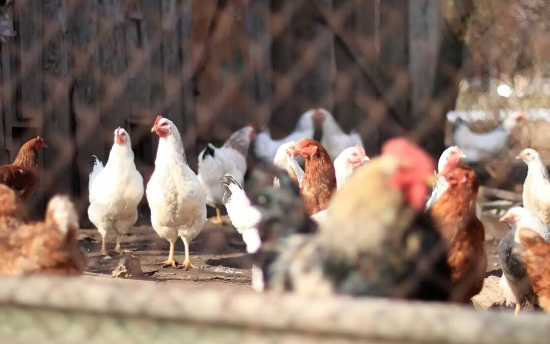20 façons de protéger vos poules des prédateurs