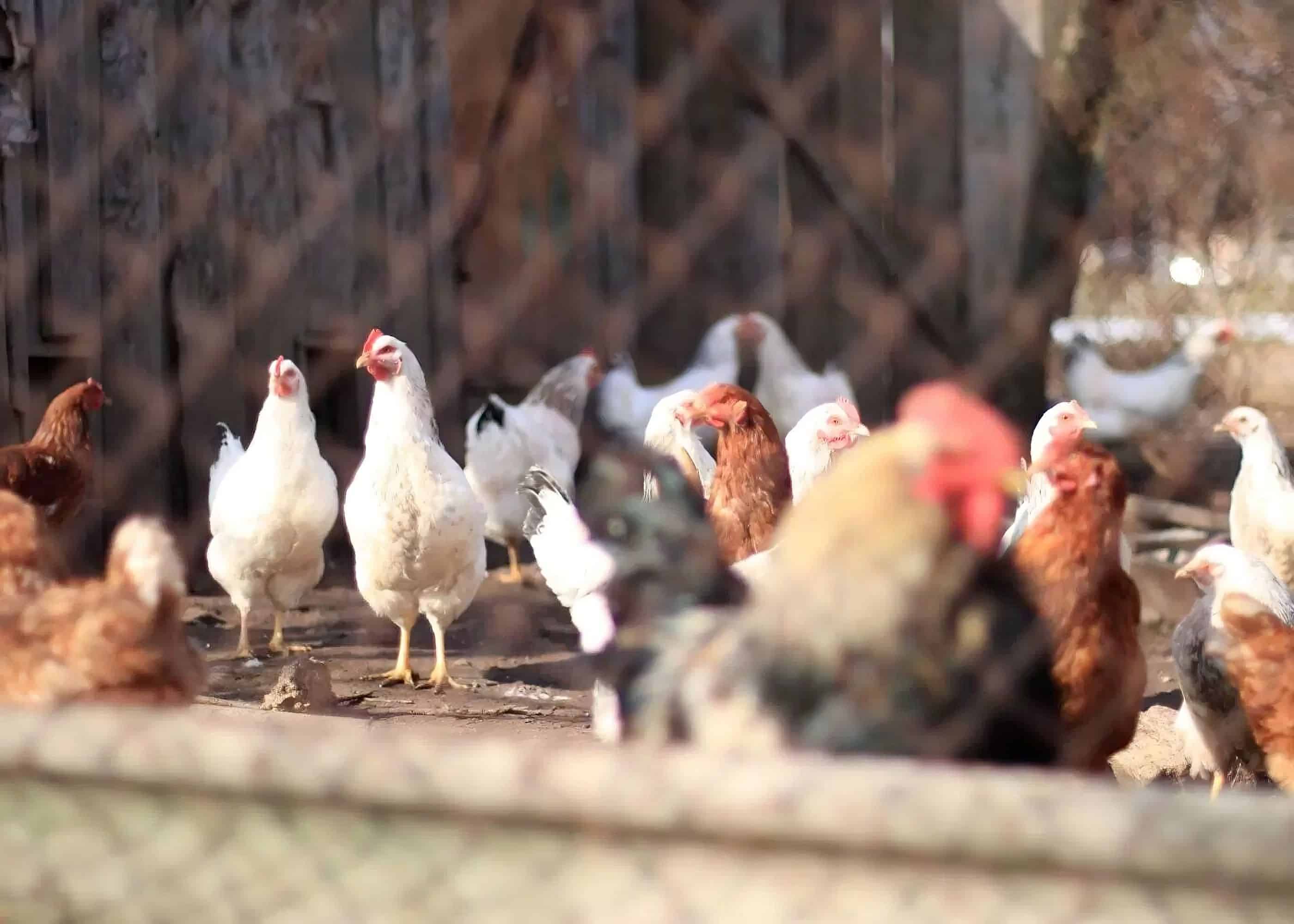20 façons de protéger vos poules des prédateurs