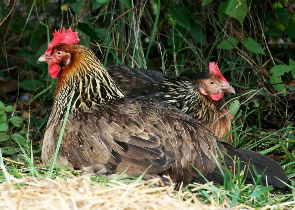 proteger les poules