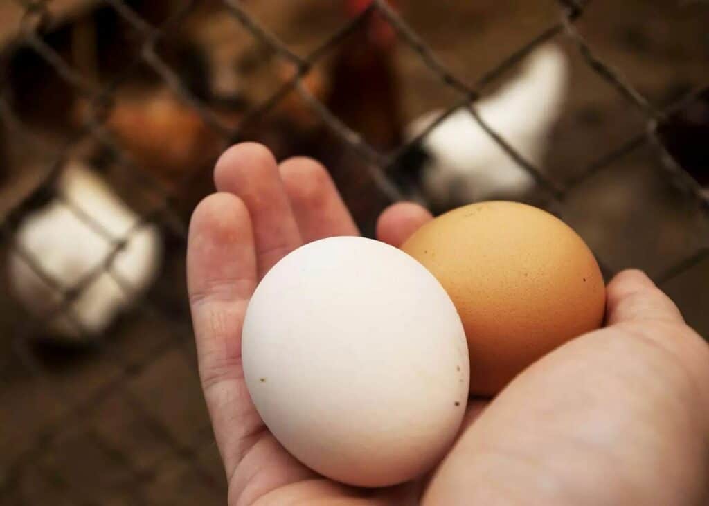 proteger les poules