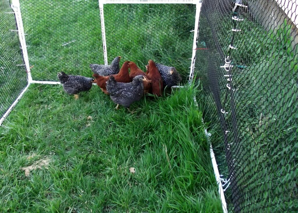 proteger les poules