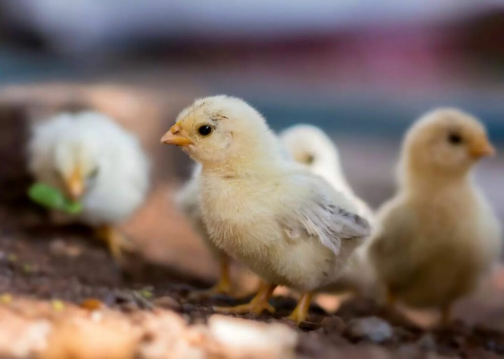 proteger les poules