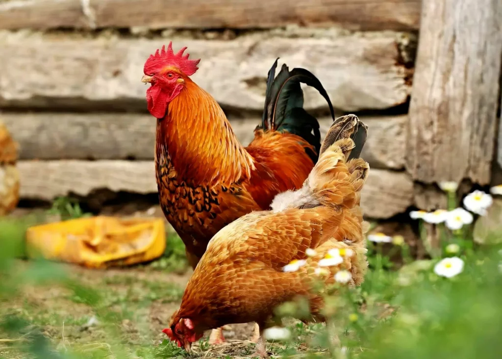 proteger les poules