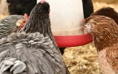 Quelle alimentation donner aux poules durant l’hiver ?