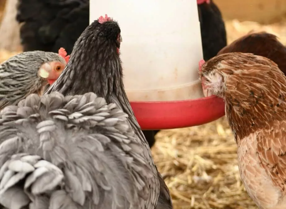 Quelle alimentation donner aux poules durant l’hiver ?