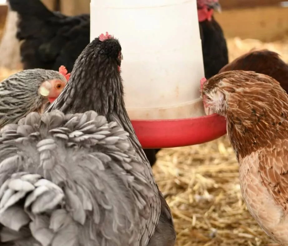Quelle alimentation donner aux poules durant l’hiver ?