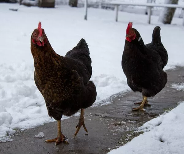 alimentation poules hiver