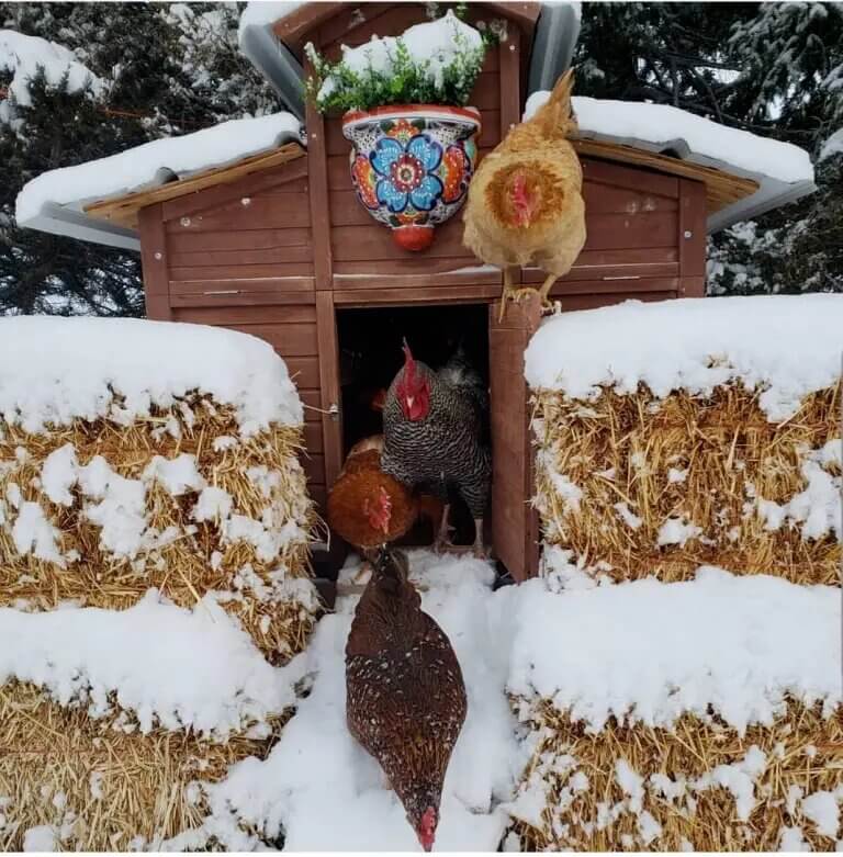 soins des poules en hiver