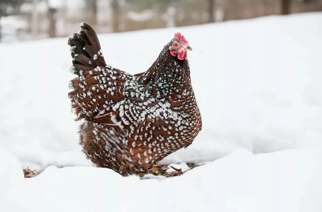 10 conseils pour prendre soin des poules par temps froid en hiver.