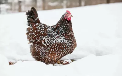 10 conseils pour prendre soin des poules par temps froid en hiver.