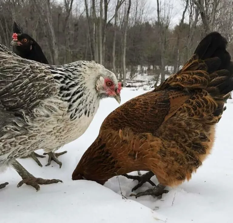 soins des poules en hiver