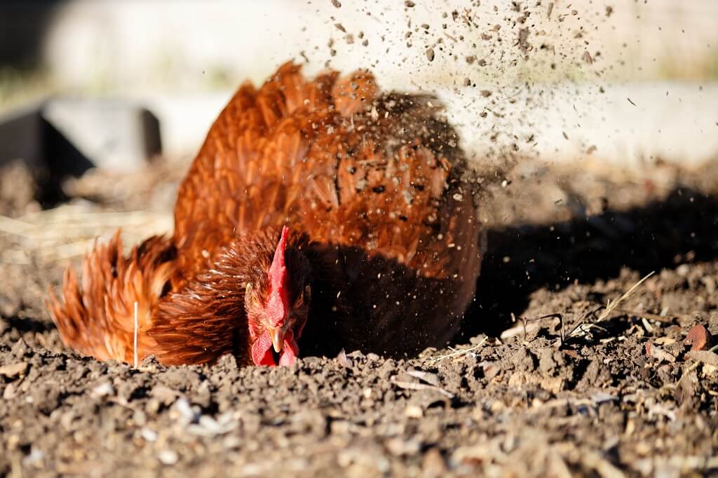 santé des poules