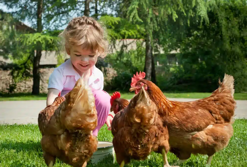 Quelle est la meilleure litière de poulailler pour vos poules ?