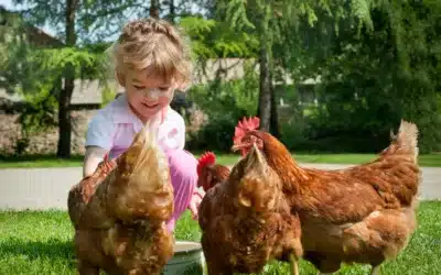 Quelle est la meilleure litière de poulailler pour vos poules ?