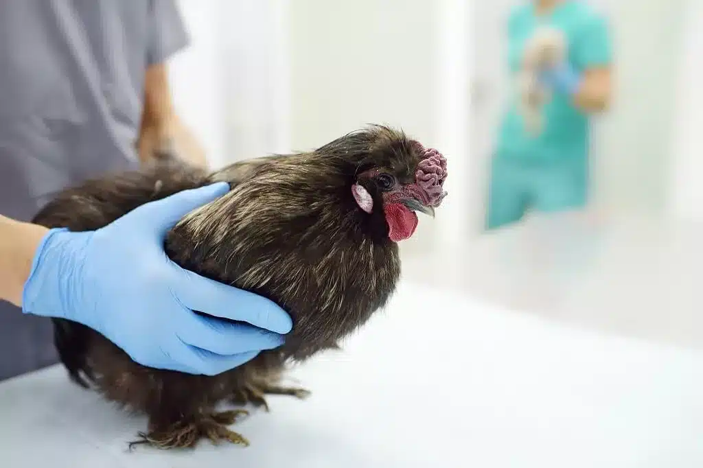 santé des poules