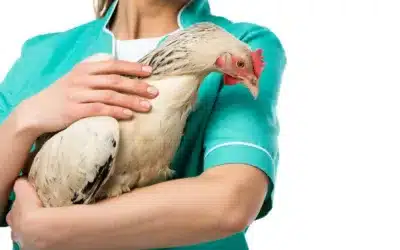 Problèmes de santé des poules