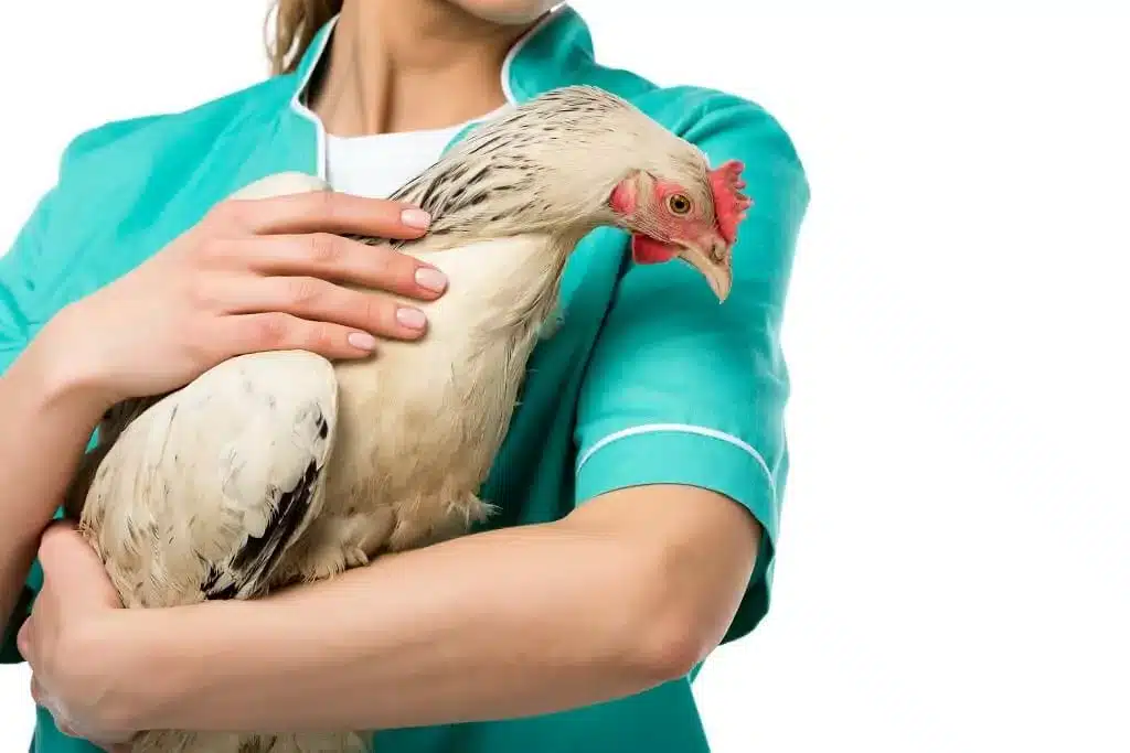 Problèmes de santé des poules