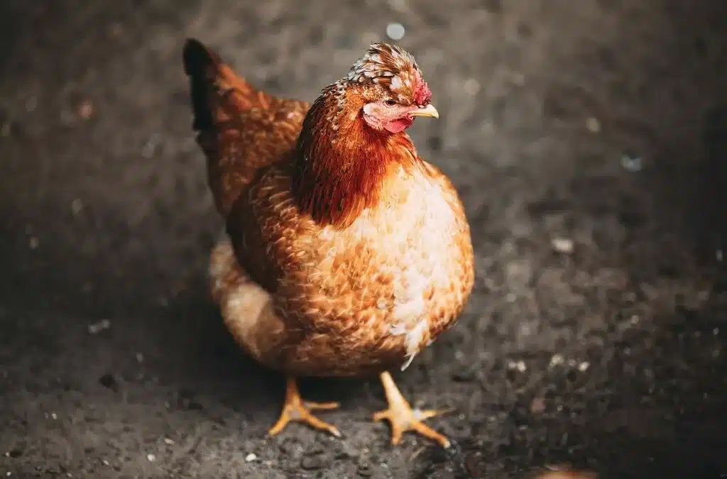 Perte des plumes chez les poules : causes et traitement