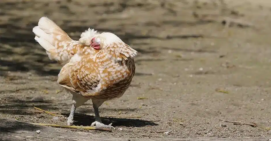 Poux rouge de poules