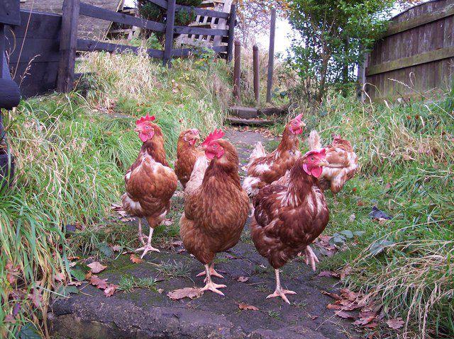 Poux rouge de poules