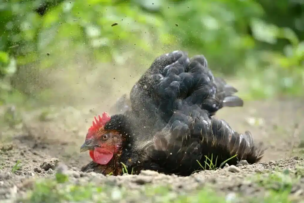 Poux rouge de poules