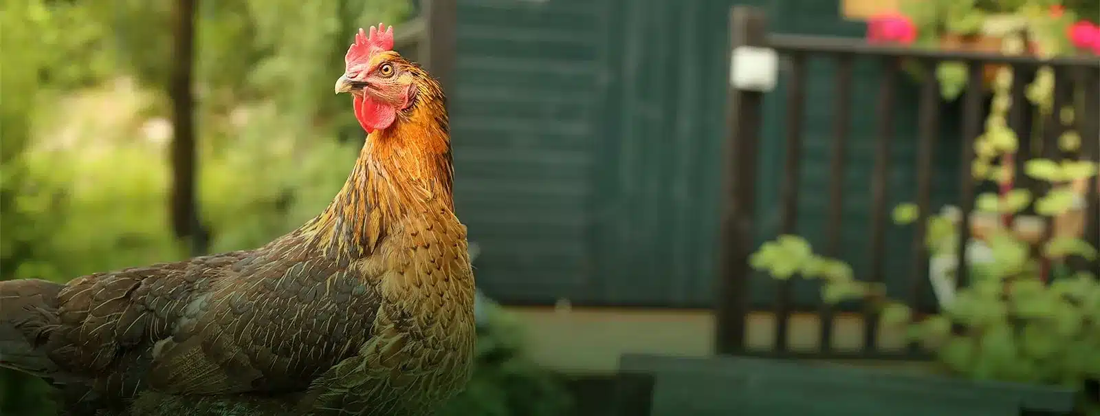 Poux rouge de poules