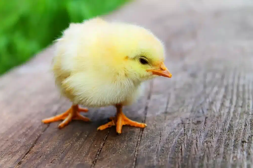 élevage de poules