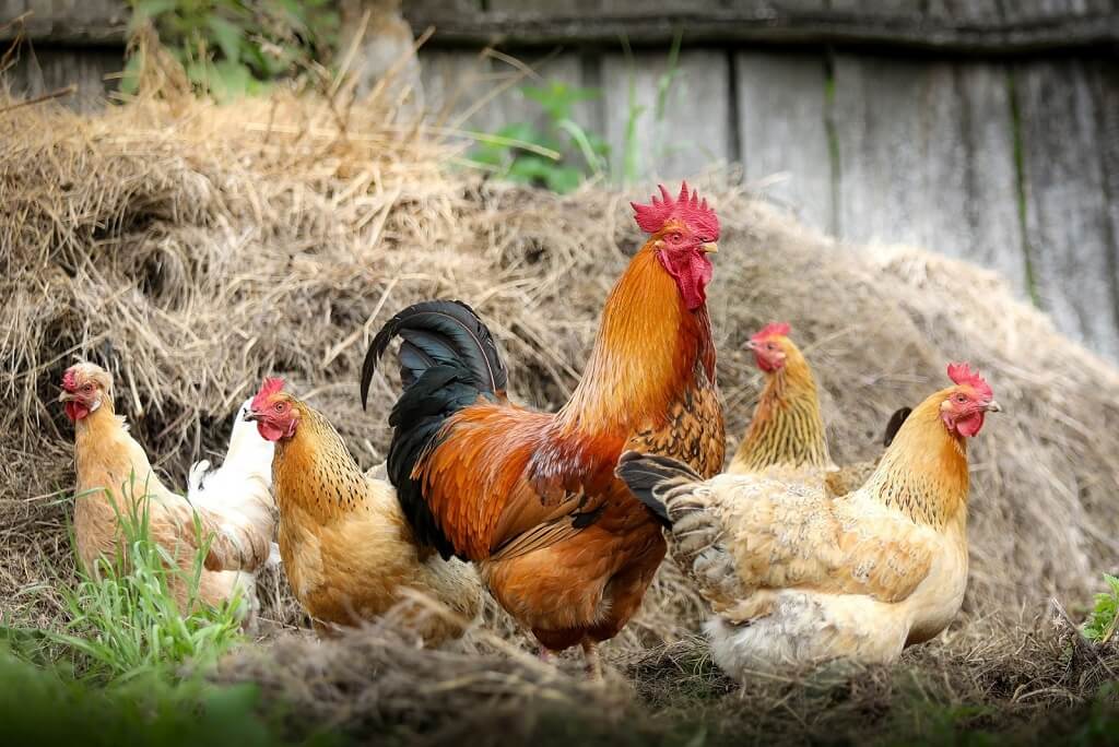 élevage de poules