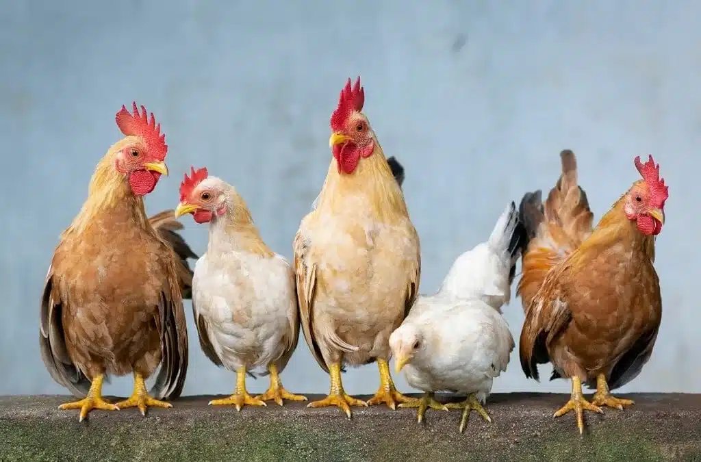 Guide de l’élevage de poules de basse-cour : Étapes simples pour les débutants