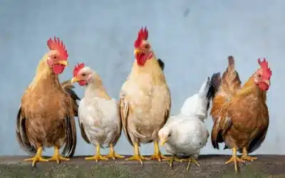 Guide de l’élevage de poules de basse-cour : Étapes simples pour les débutants