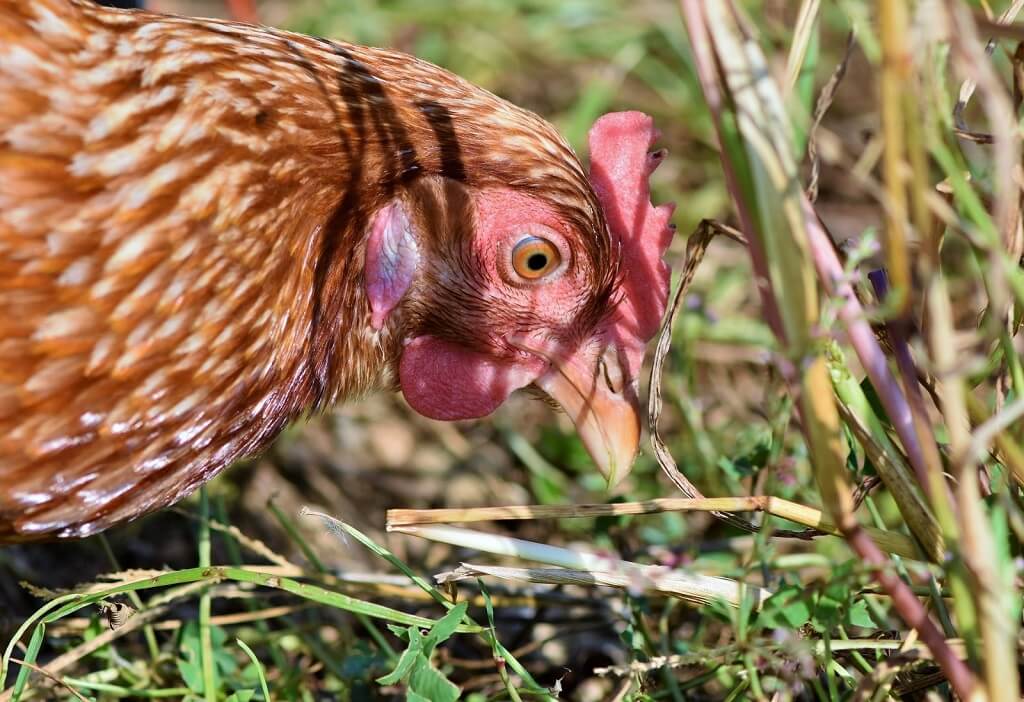 élevage de poules