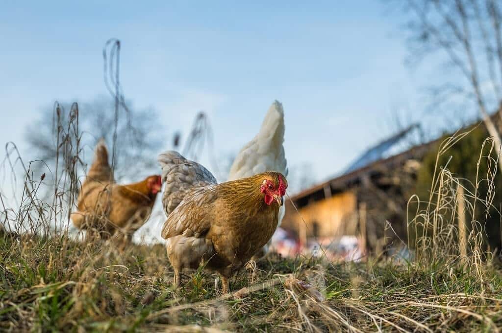 élevage de poules