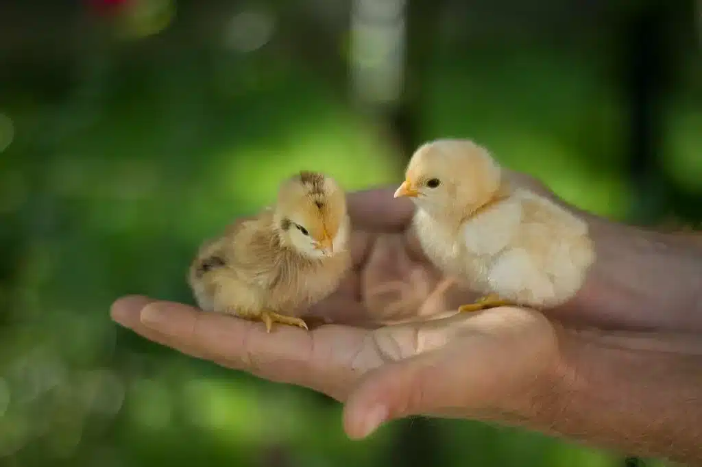 élevage poussins